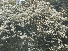 -南山植物园