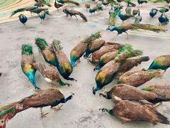 -西双版纳原始森林公园