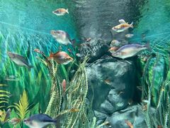 -上海海洋水族馆
