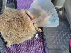 -达爱动物医院·犬猫分区·CT·复杂眼科(远洋山水分院)