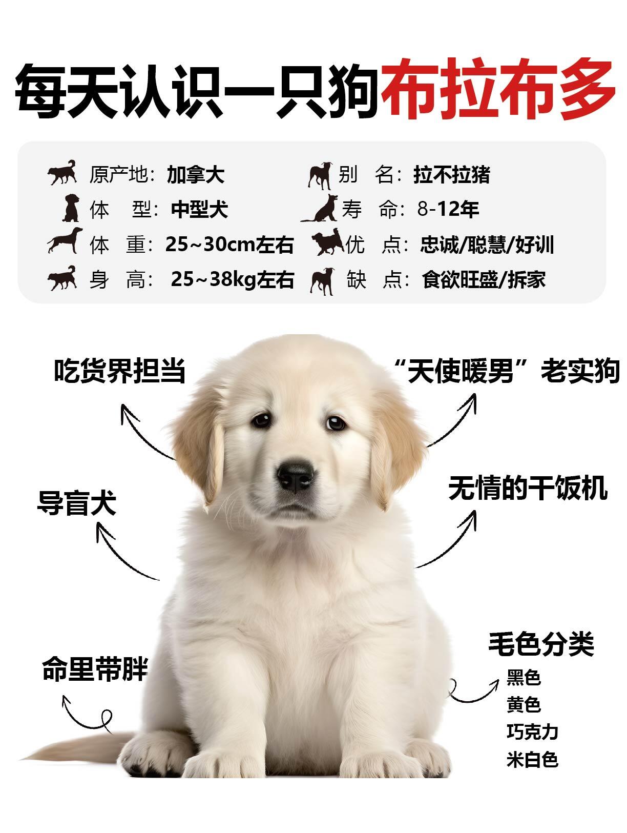 拉布拉多犬介绍简介图片