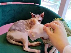 -藏猫猫咖啡主题馆(中央大道店)