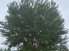 -金塔沙漠胡杨林景区