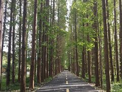 -黄海国家森林公园