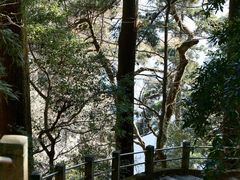 -天目山大树王景区