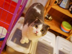 -MOYOYO猫咪咖啡店