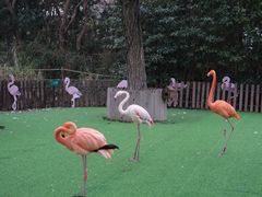 -上海野生动物园