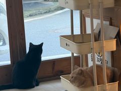 -是阿柴呀！柴犬咖啡·爱喵喵猫咖