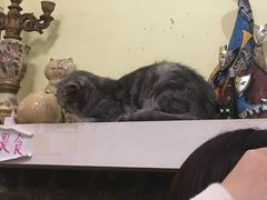 -猫色咖啡·猫咖