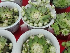 -大润发(东关世茂店)