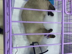 -瑞派天宁宠物医院·猫科·异宠中心