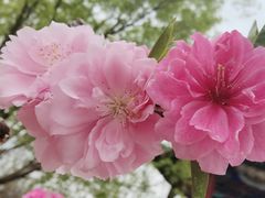 -北京凤凰岭