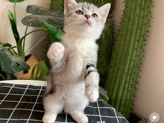-喵zoo家庭繁育猫舍(尖东智能花园店)