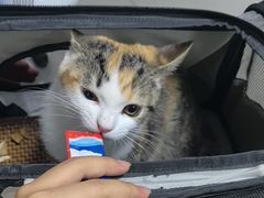 -瑞派福兴宠物医院犬猫全科·骨科·中西医结合(河东店)