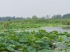 -白洋淀景区