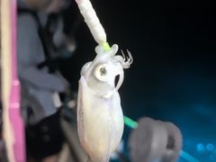 -东山码头