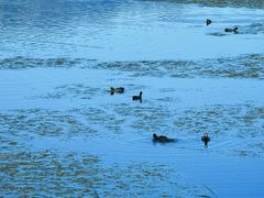 -野鸭湖国家湿地公园