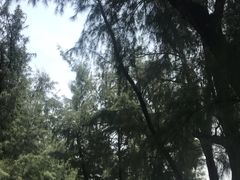 -北海金海湾红树林生态旅游区