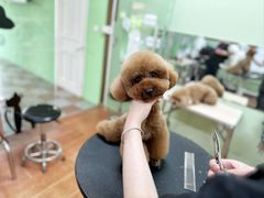 -鑫艺宠物美容培训学校