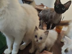 -楼上猫咖(罗湖店)