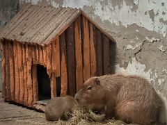 -石家庄市动物园