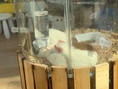 -J Create城市露营咖啡·简餐·宠物(上海动物园店)