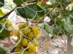 -马陆小张葡萄园农家乐