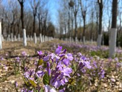 -永定河休闲森林公园