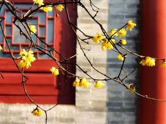 -西安大兴善寺