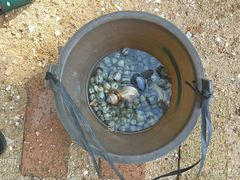 -红树林天天赶海