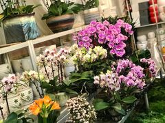 -双季花艺园艺市场(浦东店)