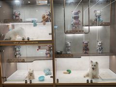 -翊宠yipet猫狗购宠庄园犬舍•猫舍