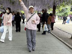 -嘉定紫藤园