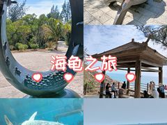 -广东惠东海龟国家级自然保护区