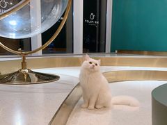 -飞行喵MR PILOT|猫舍·猫咖(静安大融城店)