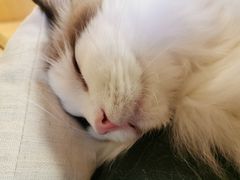 -猫和宫(六道口店)