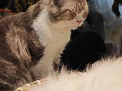 -平行世界·猫咖(首经贸店)