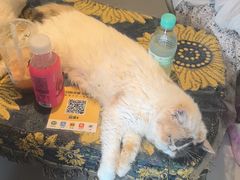 -平行世界·猫咖(首经贸店)