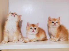 -十年猫舍·猫咪专门店(普陀店)