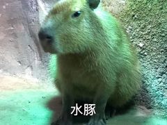 -zoonana室内动物园(东方福来德店)