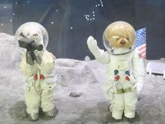 -济州岛泰迪熊博物馆