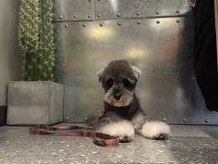 -阿卡AK.Lab洋风韩餐(花园路万达坊店)