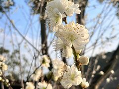 -苏州上方山国家森林公园
