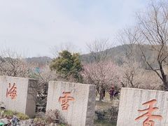-香雪海