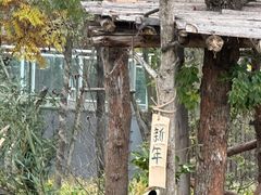 -都江堰中华大熊猫苑