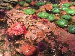 -西雅图水族馆