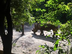 -普洱太阳河森林公园
