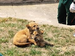 -大连森林动物园