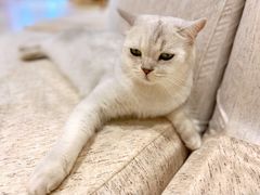 包子-藏猫猫咖啡主题馆(中央大道店)