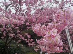 -南山植物园